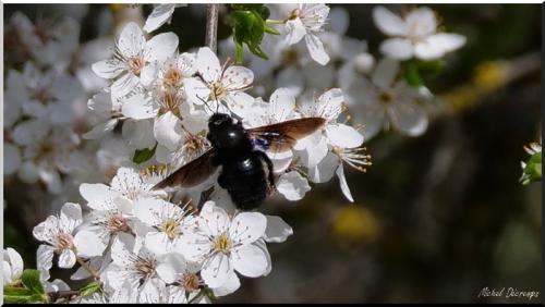 Xylocopa sp.